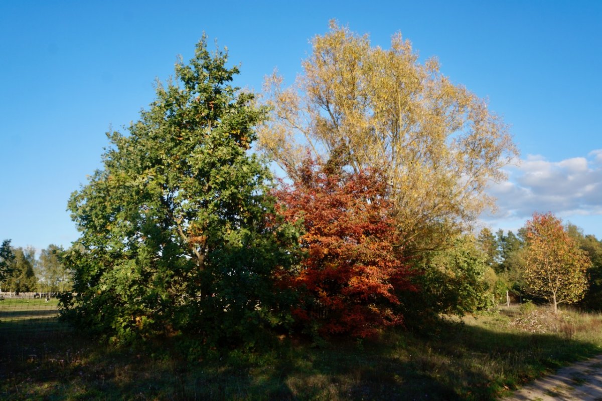 Herbstfoto, Fotoquelle:K.-M. Heims 
